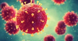 Thông tin về dịch bệnh do vi rút nipah và khuyến cáo phòng chống tại Việt Nam